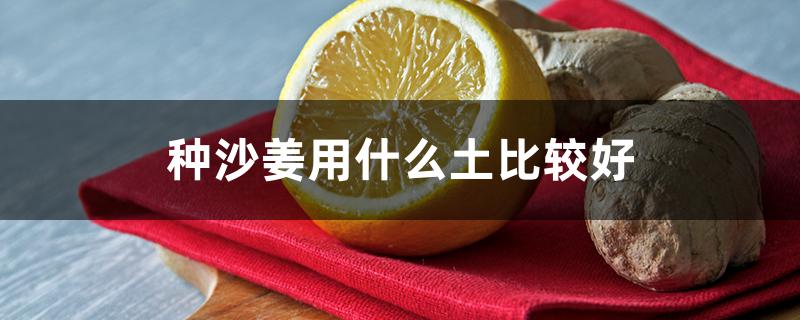 种沙姜用什么土比较好