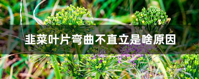 韭菜叶片弯曲不直立是啥原因