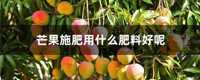芒果施肥用什么肥料好呢