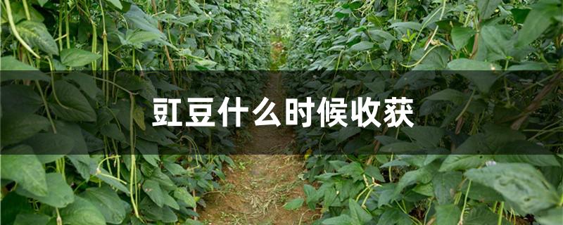 豇豆什么时候收获
