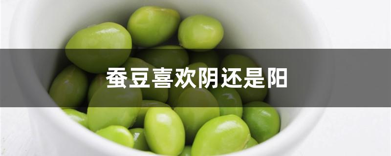 蚕豆喜欢阴还是阳