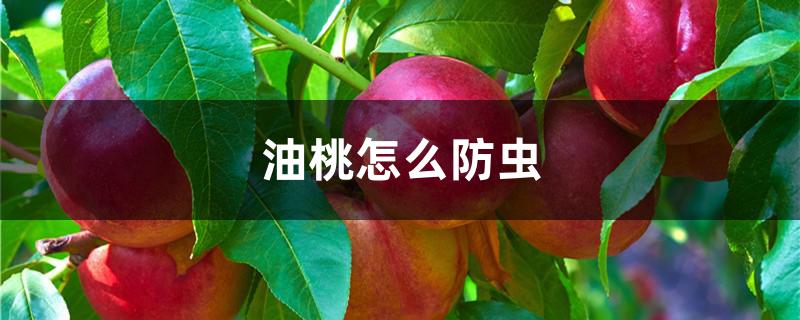 油桃怎么防虫
