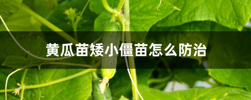 黄瓜苗矮小僵苗怎么防治