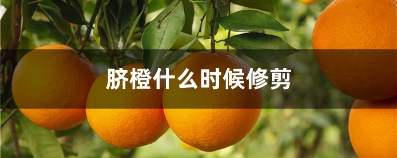 脐橙什么时候修剪