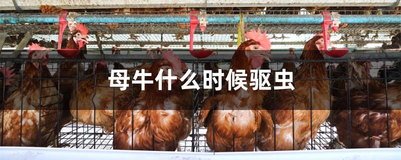 母牛什么时候驱虫