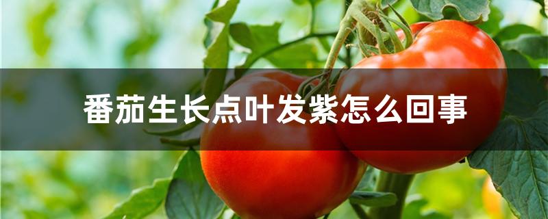 番茄生长点叶发紫怎么回事