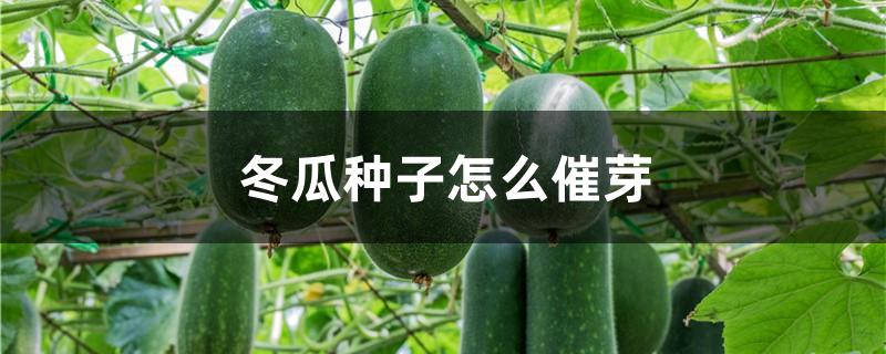冬瓜种子怎么催芽