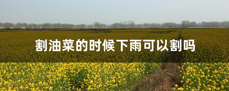 割油菜的时候下雨可以割吗