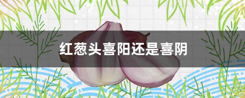 红葱头喜阳还是喜阴