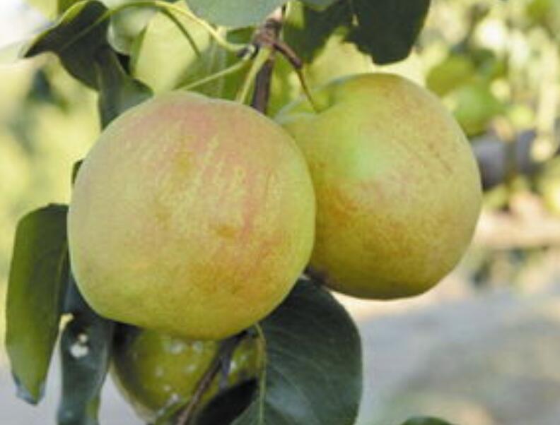 秋天成熟的水果有哪些 秋天有什么水果？