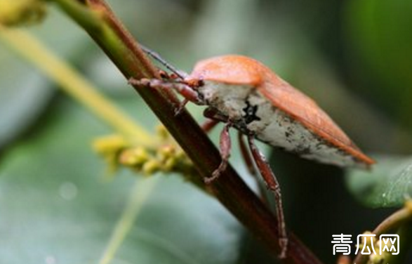 果树如何科学防治岱蝽？