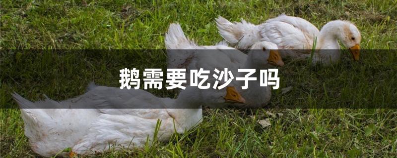 鹅需要吃沙子吗