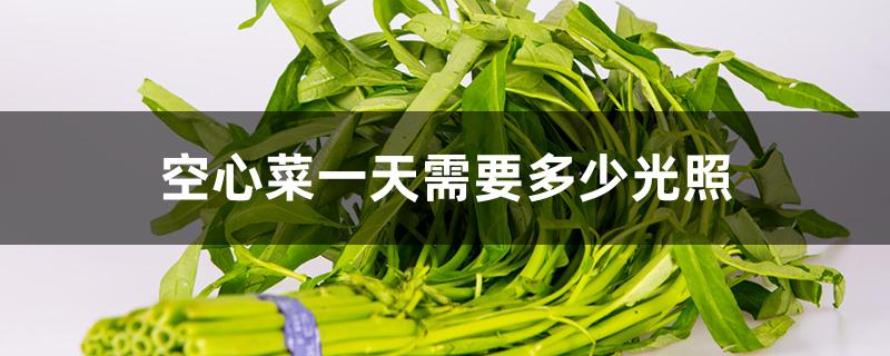 空心菜一天需要多少光照