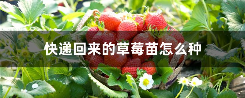 快递回来的草莓苗怎么种