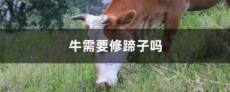 牛需要修蹄子吗
