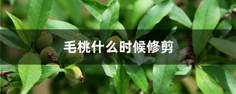 毛桃什么时候修剪