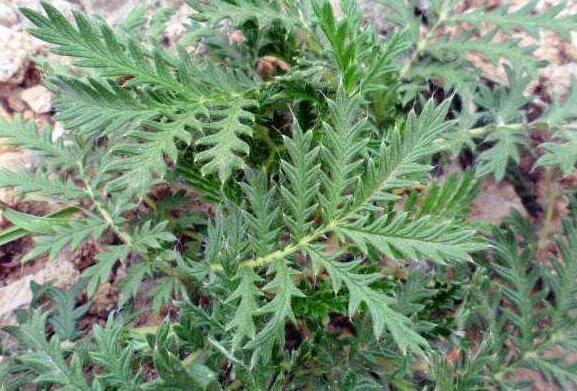 翻白草泡水喝有什么禁忌 功效作用是什么