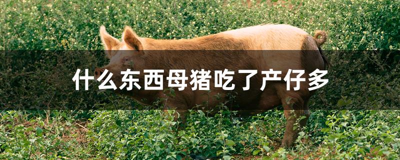 什么东西母猪吃了产仔多