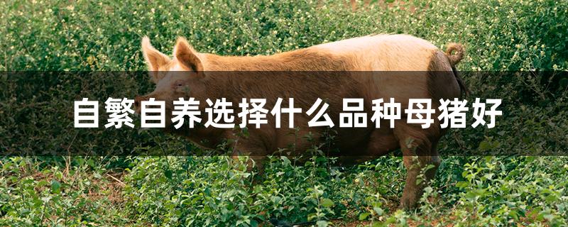 自繁自养选择什么品种母猪好