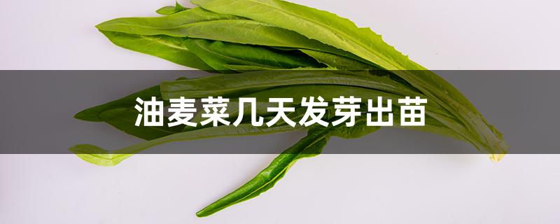 油麦菜几天发芽出苗