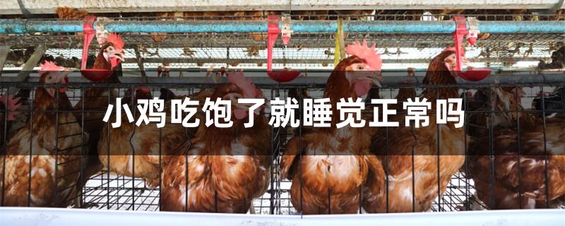 小鸡吃饱了就睡觉正常吗