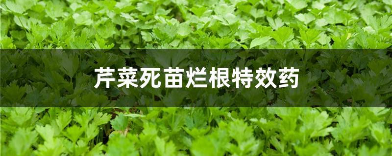 芹菜死苗烂根特效药