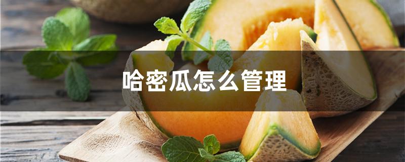 哈密瓜怎么管理