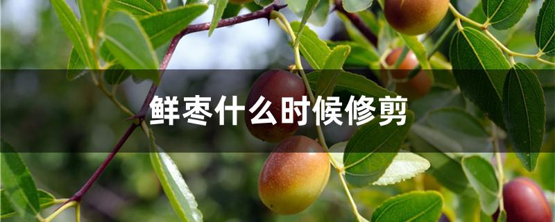 鲜枣什么时候修剪