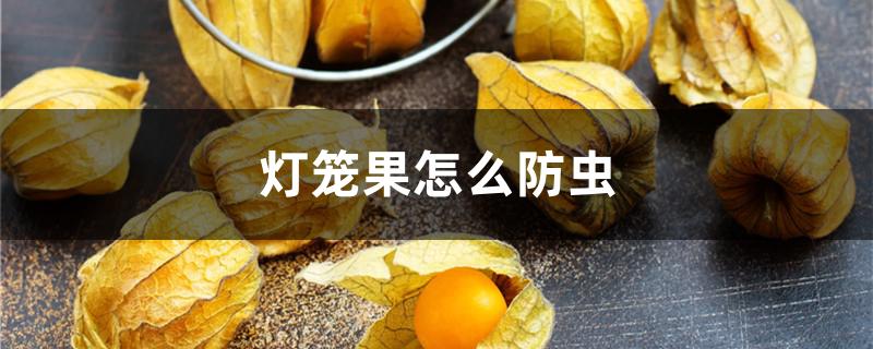 灯笼果怎么防虫