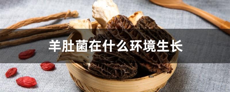 羊肚菌在什么环境生长