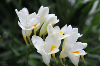 香雪兰的花语是什么？香雪兰的寓意和象征