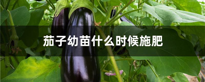 茄子幼苗什么时候施肥
