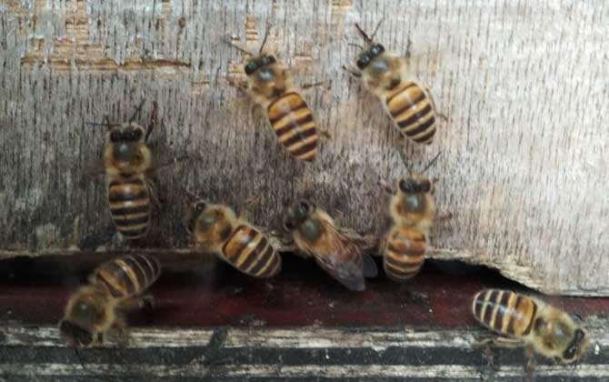 被土蜂蛰了有什么后果