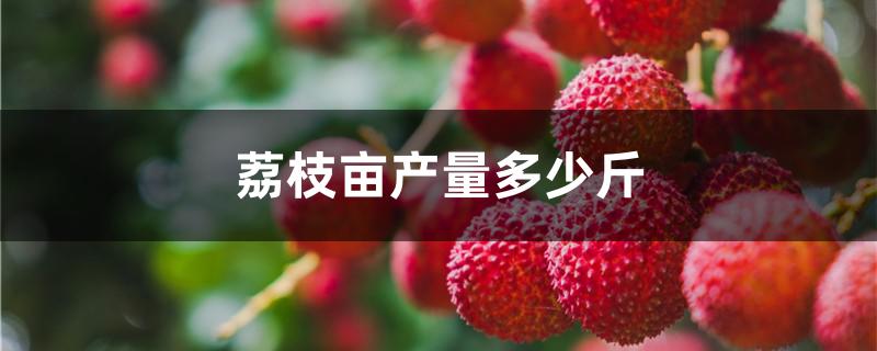 荔枝亩产量多少斤