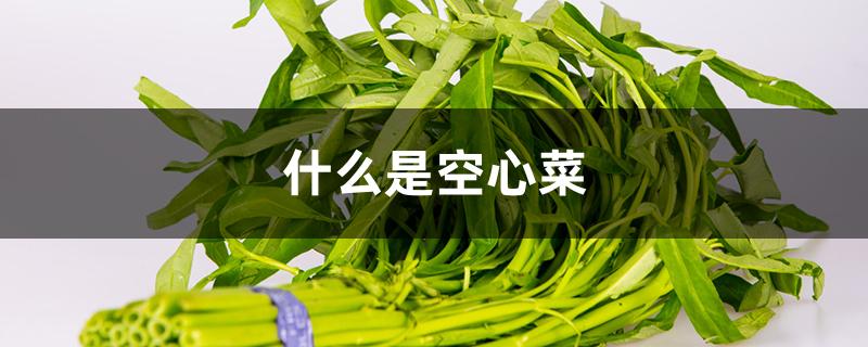 什么是空心菜