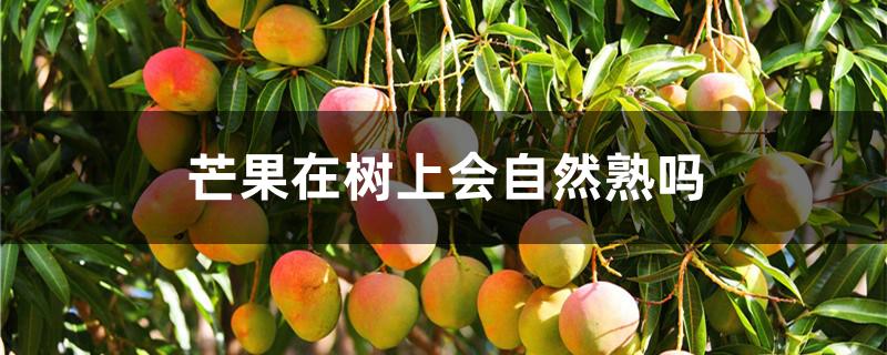 芒果在树上会自然熟吗