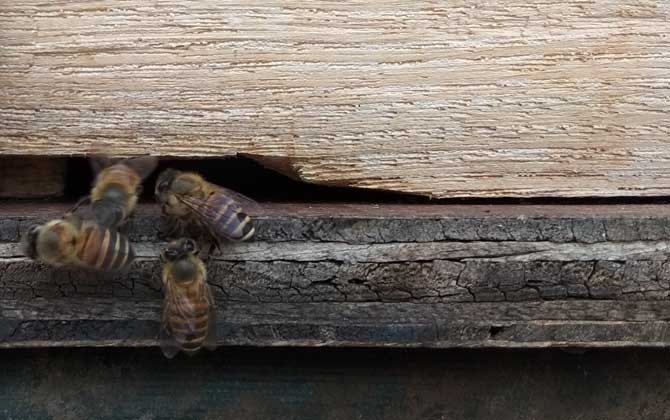 中蜂秋季分蜂在几月