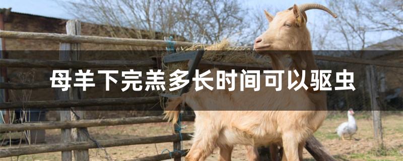 母羊下完羔多长时间可以驱虫