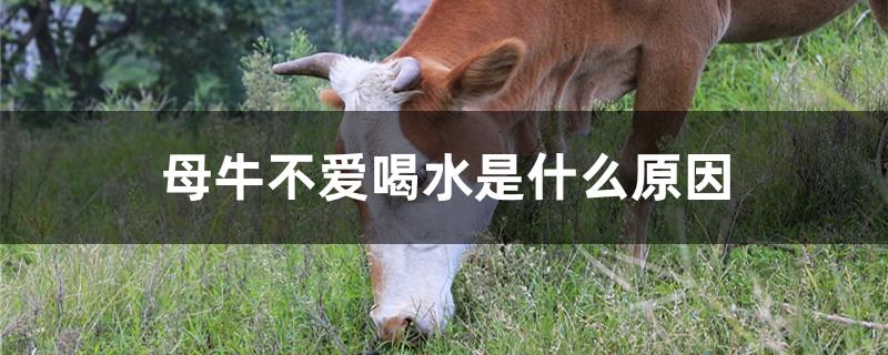 母牛不爱喝水是什么原因