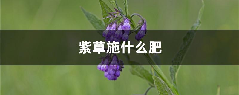 紫草施什么肥