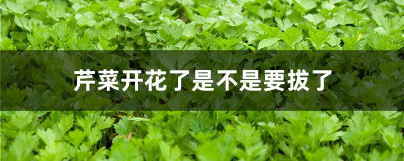 芹菜开花了是不是要拔了