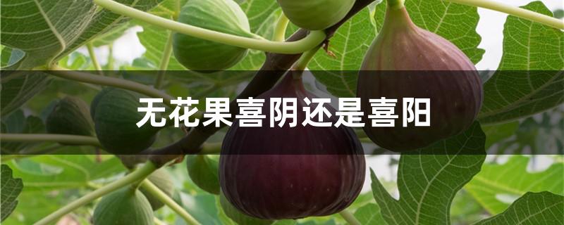 无花果喜阴还是喜阳
