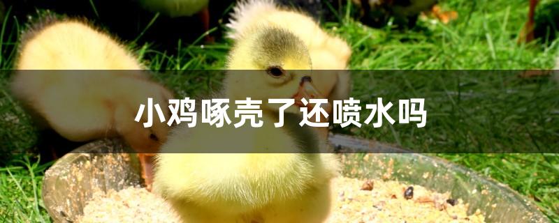 小鸡啄壳了还喷水吗