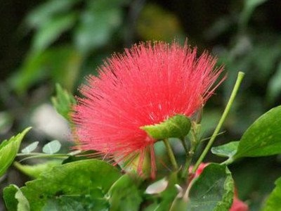 红色的蒲公英有毒吗 红色蒲公英的功效与作用