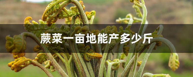 蕨菜一亩地能产多少斤