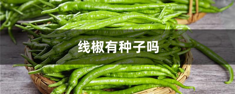线椒有种子吗
