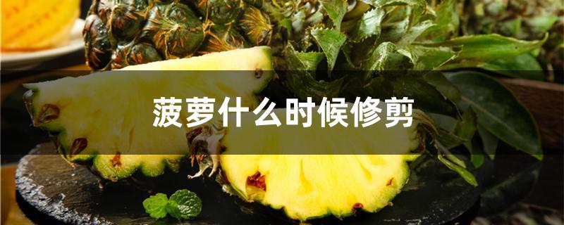 菠萝什么时候修剪