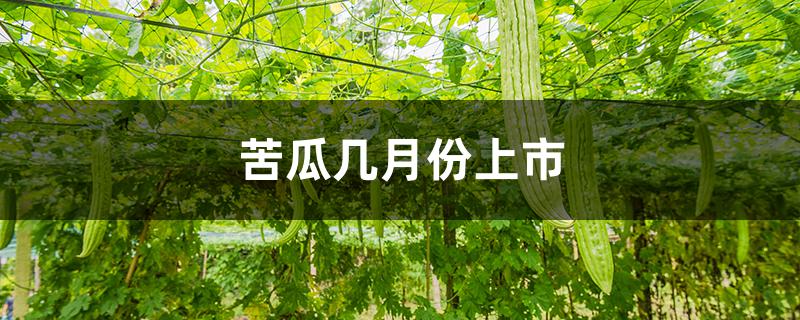 苦瓜几月份上市