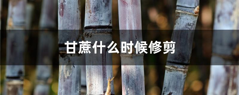 甘蔗什么时候修剪