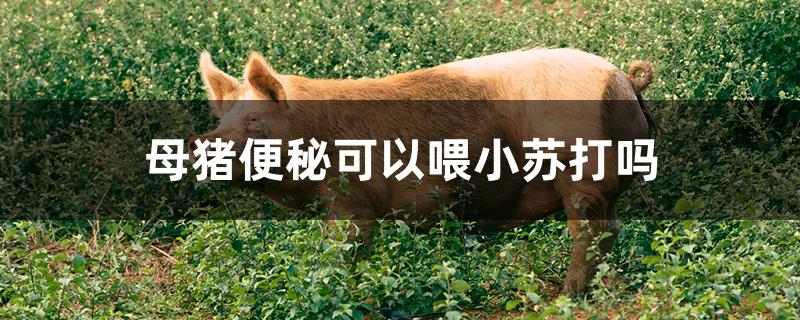 母猪便秘可以喂小苏打吗